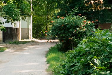 Beauty of rural Serbia - countryside of Bezdan village on Danube river in Gornje Podunavlje national reserve