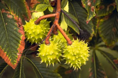 Sırbistan sonbahar parkında olgunlaşmış kestane