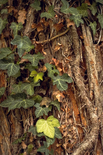 Vegetation of green ivy sprouts on old tree trunk