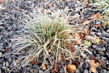 Slovenya 'nın Julian Alpleri' nin yeşil çayırlarını kaplayan sabah ayazı