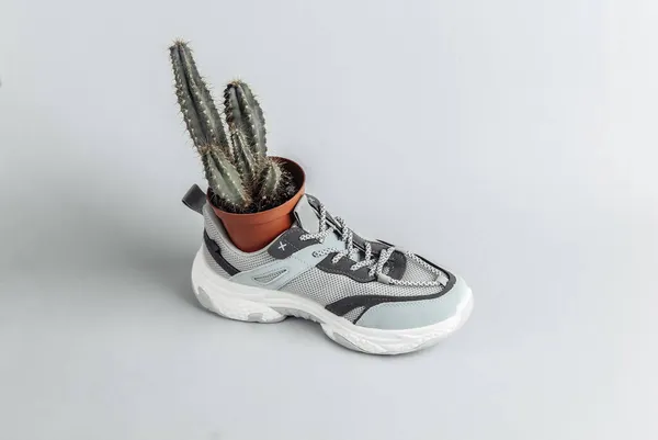 Sneaker Sportiva Con Cactus Sfondo Grigio Minimalismo Concept Art Layout — Foto Stock