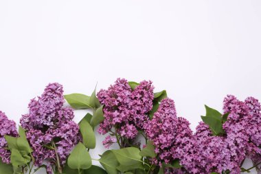 Beyaz arkaplanda çiçek açan mor leylakların bahar arkaplanı