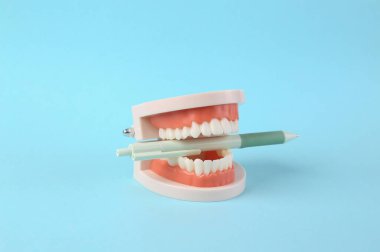 Mavi arkaplanda kalem olan bir insan çenesinin plastik modeli