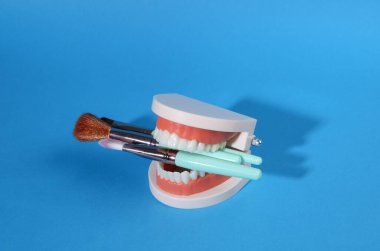 Makeup brushes in teeth of jaw model. Blue bright background. Beauty minimal concept