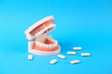 Dişleri olan ve mavi arka planda sakız çiğneyen insan çene modeli. Diş sağlığı konsepti