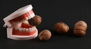 Güçlü ve sağlıklı dişler. Siyah arka planda izole edilmiş cevizi kemiren bir insan çenesinin plastik modeli