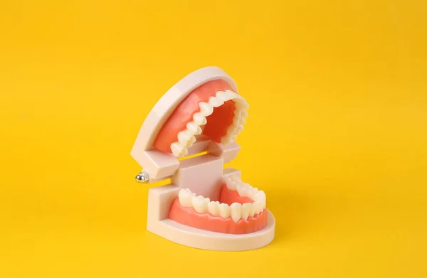 黄色の背景に白い歯を持つ人間の顎の解剖学的モデル — ストック写真
