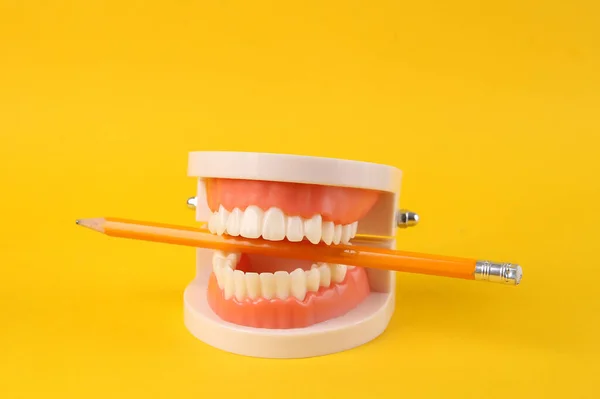 Human Jaw Model Pencil Yellow Background — Stock Photo, Image