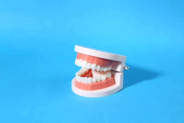 Anatomical Model Human Jaw White Teeth Bue Bright Background — Stock Photo, Image