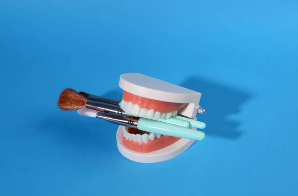 Makeup Brushes Teeth Jaw Model Blue Bright Background Beauty Minimal — стоковое фото