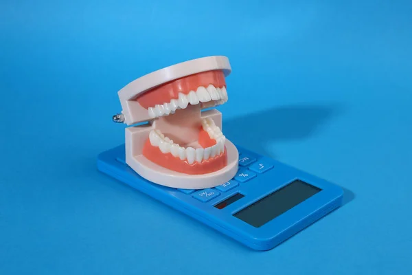 Anatomical Model Human Jaw White Teeth Calculator Bue Bright Background — Stock Photo, Image