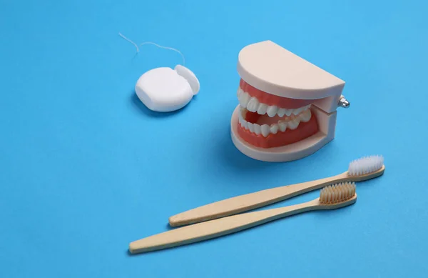 歯科医療の概念 白い歯 木製の歯ブラシと青の背景に歯科用フロスを持つ顎モデル — ストック写真