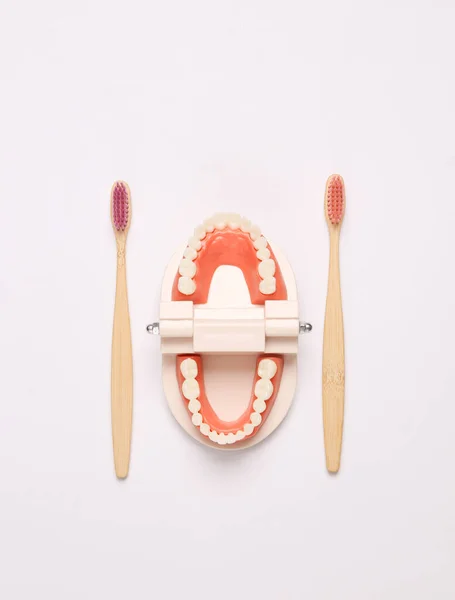 Model Szczęki Białymi Zębami Bambusowymi Szczoteczkami Białym Tle Opieka Dentystyczna — Zdjęcie stockowe