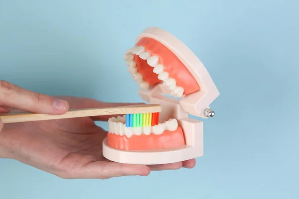 Hand Brushes Teeth Models Human Jaw Toothbrush Blue Background Dental — Stock Photo, Image