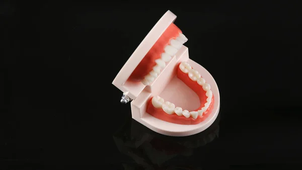 黒い背景に白い歯を持つ人間の顎の解剖学的モデル — ストック写真