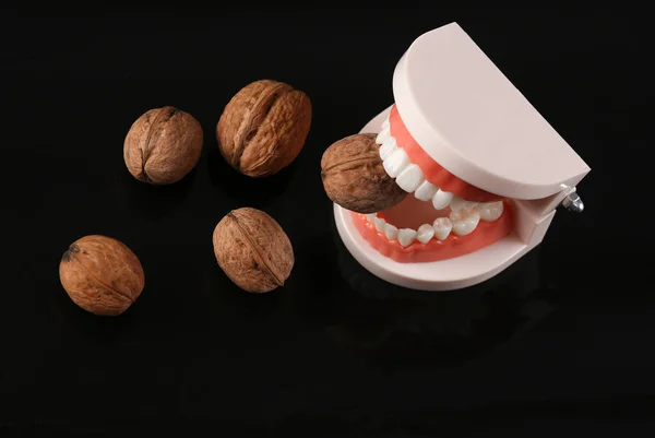 Strong Healthy Teeth Plastic Model Human Jaw Gnawing Walnut Isolated — Stock Photo, Image