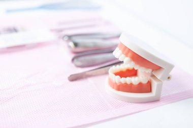 İnsan çene modeli ve diş malzemeleri. Diş hekimi eğitimi