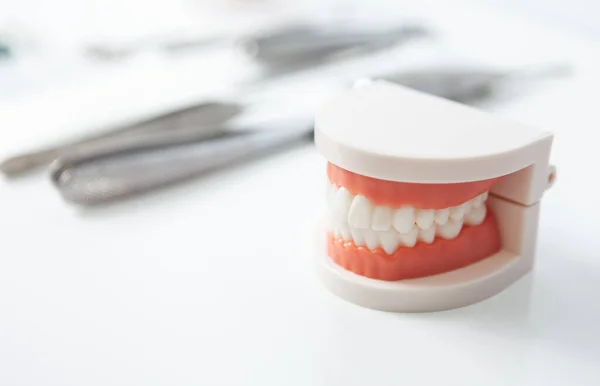 Ludzka Szczęka Sprzęt Dentystyczny Szkolenie Dentysty — Zdjęcie stockowe
