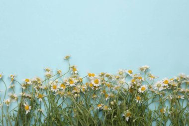 Mavi ahşap arka planda papatya çayı. Uzayı kopyala Üst görünüm