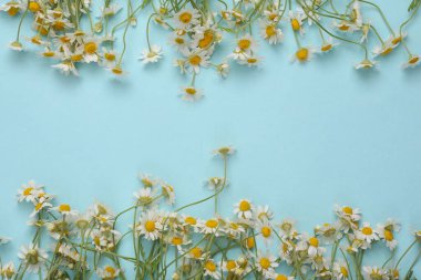 Mavi ahşap arka planda papatya çayı ve fotokopi alanı. Üst görünüm