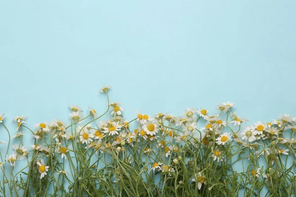 Mavi ahşap arka planda papatya çayı. Uzayı kopyala Üst görünüm