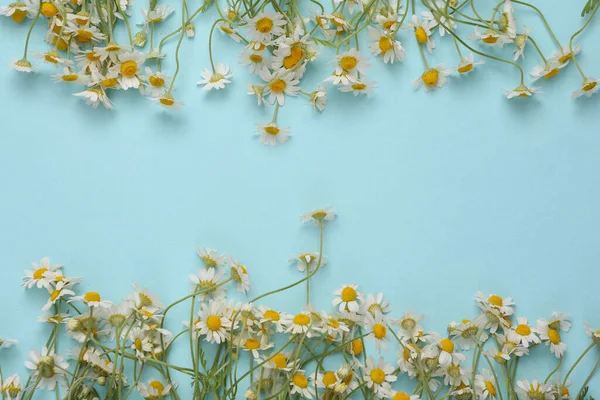 Mavi ahşap arka planda papatya çayı ve fotokopi alanı. Üst görünüm