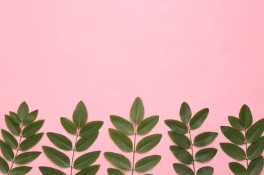 Pembe arka planda yeşil yapraklar. Doğal kozmetik konsepti. Boşluğu kopyala