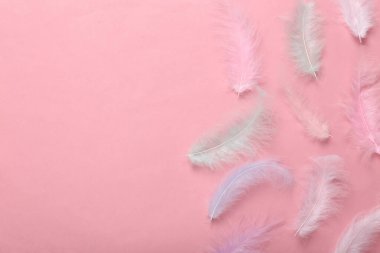 Pembe arka planda yumuşak renkli tüyler. Boşluğu kopyala