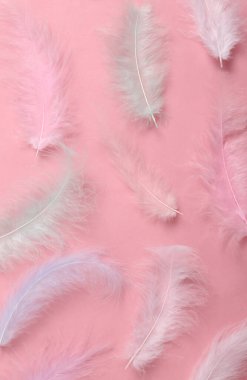 Pembe arka planda yumuşak renkli tüyler. Üst görünüm