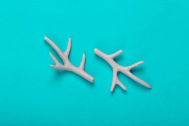 Minimum yerleşim. Turkuaz arka planda geyik boynuzları. Üst Manzara. Sanat kavramı