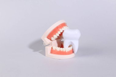 Gri arka planda plastik dişli insan çene modeli