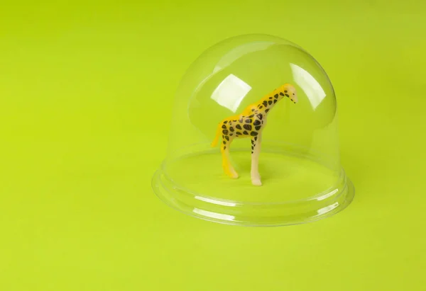 Modelo Girafa Brinquedo Sob Uma Cúpula Transparente Fundo Verde Animais — Fotografia de Stock