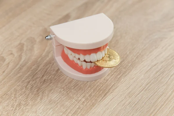 Menschliches Kiefermodell Hält Bitcoin Zähnen Auf Holztisch — Stockfoto