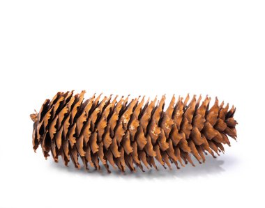 Beyaz arkaplanda çam kozalağı izole