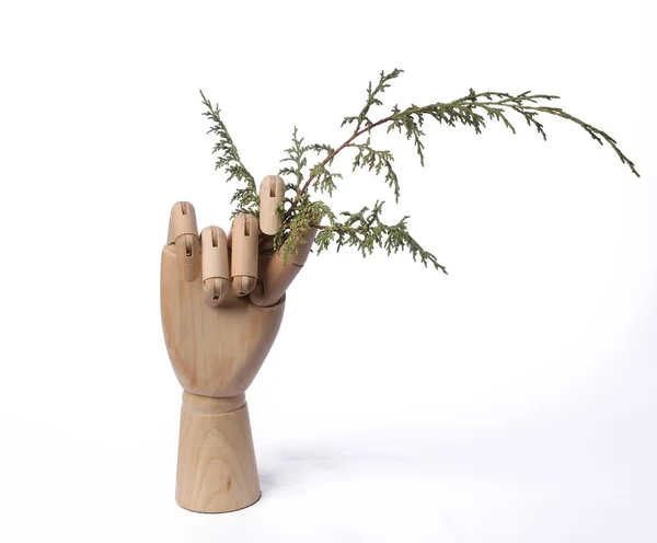 Wooden Hand Holding Sprig Fir Isolated White Background — Stock Fotó