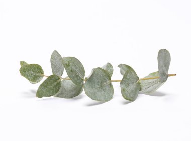 Eucalyptus sprig isolated on white background