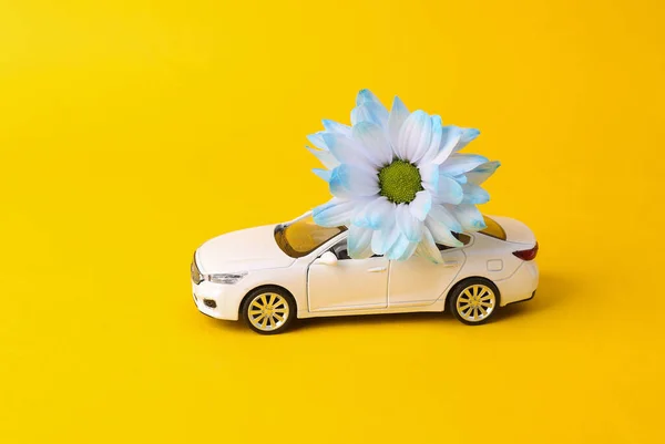 Flower delivery, romantic concept. Valentine\'s Day. Model car with flower on yellow background