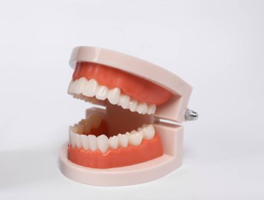 Human jaw model isolated on white background