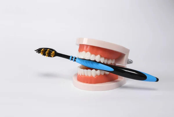 Human Jaw Model Toothbrush Isolated White Background Dental Care Whitening — Zdjęcie stockowe