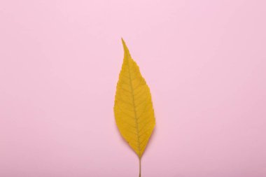 Pembe arka planda düşmüş sarı bir yaprak. Sonbahar geldi. Üst görünüm