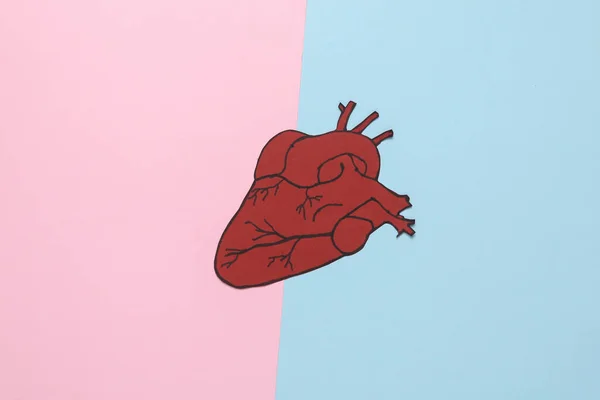 Anatomiczne Serce Przecięte Papierem Niebiesko Różowym Tle Koncepcja Medyczna Zdrowe — Zdjęcie stockowe
