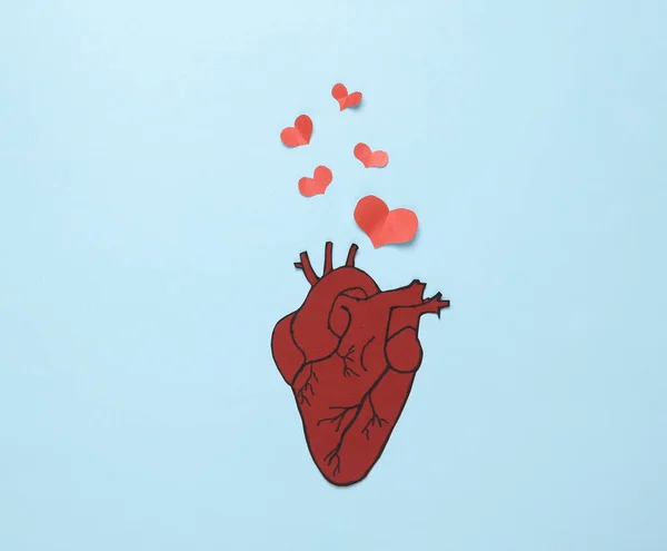 Love concept. Anatomical heart and paper cut hearts on a blue background. Valentine\'s Day. 14th February