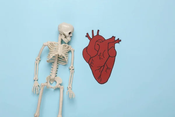Skelett Med Anatomiskt Hjärta Blå Bakgrund Ovanifrån — Stockfoto