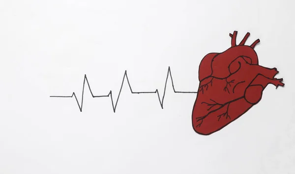 Linia Tętna Anatomicznym Sercem Białym Tle Zdrowa Koncepcja Serca — Zdjęcie stockowe
