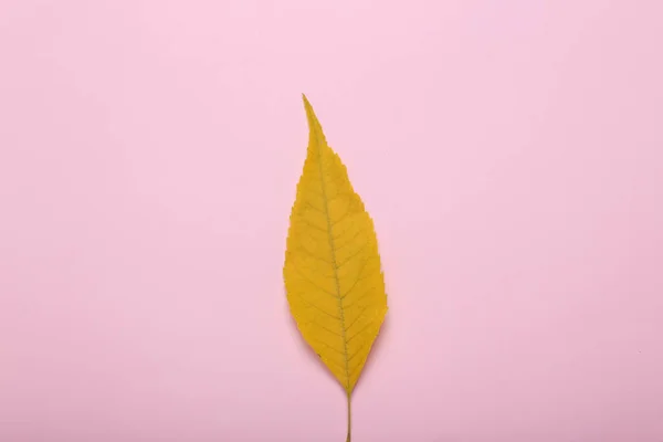 Spadł Żółty Liść Różowym Tle Jesienią Widok Góry — Zdjęcie stockowe