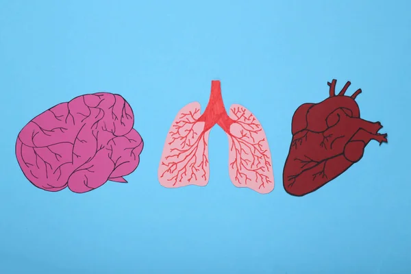 Innere Organe Aus Papier Ausgeschnitten Anatomisch Gehirn Lungen Und Herz — Stockfoto