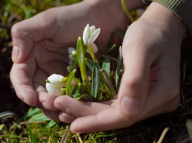 Çocukların elleri ilk kar damlalarını kucaklıyor. Bir çocuğun ellerinde kar damlaları. Dünya Günü. Doğanın korunması.