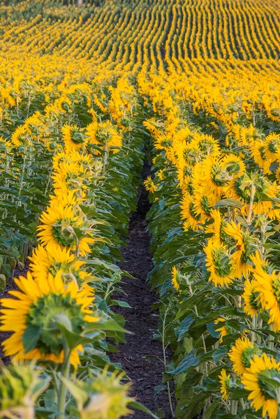 Sarı ayçiçeği tarlası, yaz mevsimi. Yaz, ayçiçekleri.