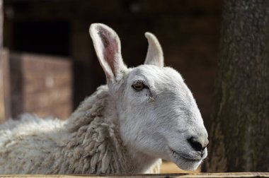 Karpatlar 'da bir hayvanat bahçesinde beyaz bir Leicester koyunu..