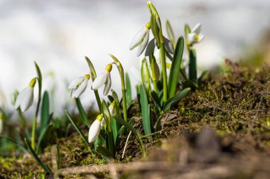 Dünya Günü. Doğanın korunması. Kar damlaları ve kar. İlk kar damlaları. İlk bahar çiçekleri. Bahar.